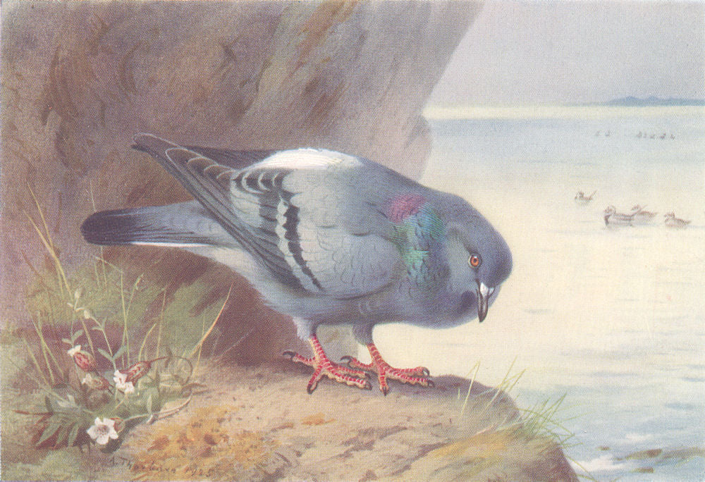 BRITISH BIRDS. Rock-Dove. THORBURN 1926 old vintage print picture